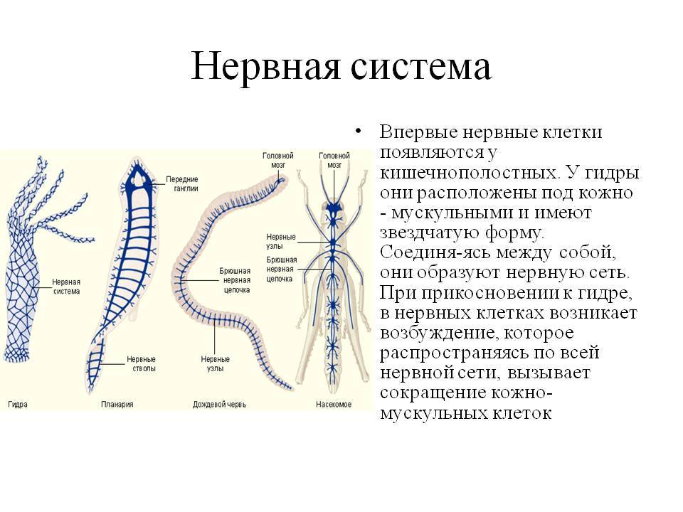 Кракен даркнет купить